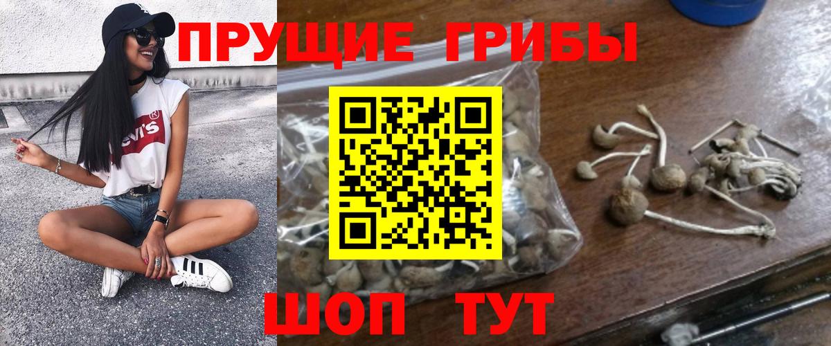 Бердск  Псилоцибиновые грибы Psilocybine cubensis  Вход с VPN  Псилоцибиновые грибы мицелий 